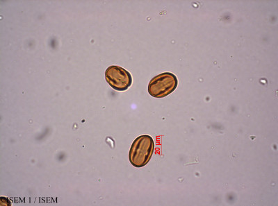 Anagallis crassifolia - lame n° 29210